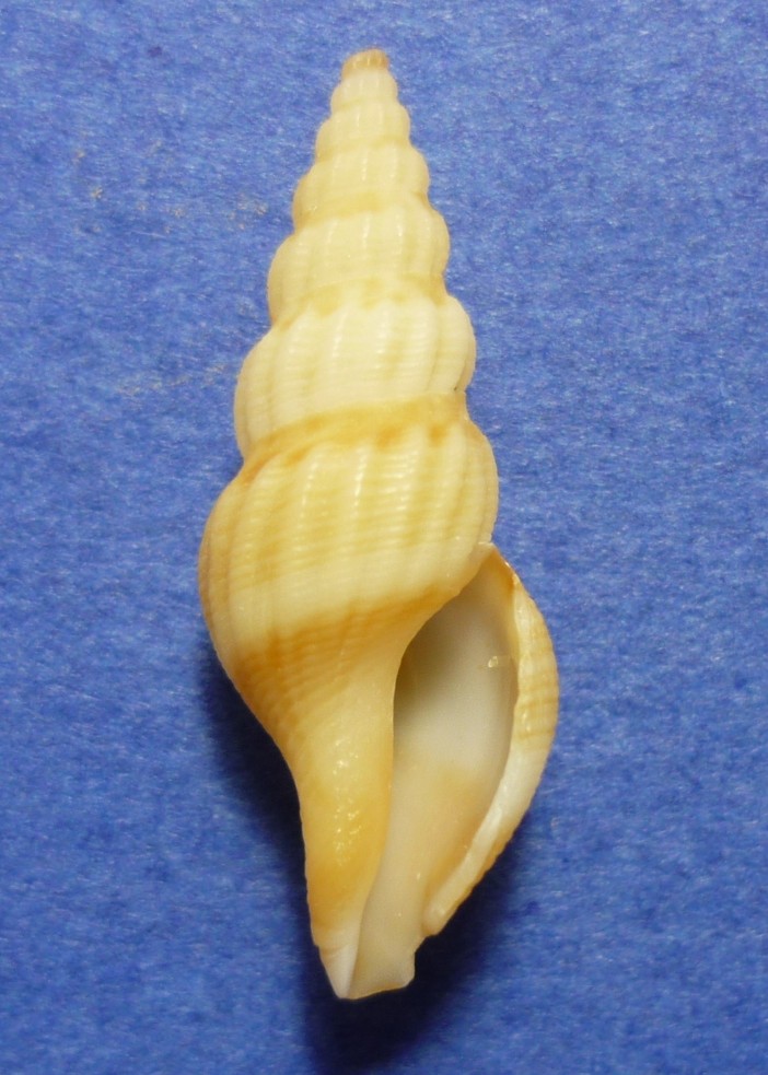 Comarmondia gracilis
